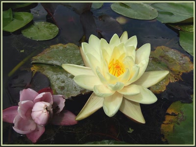 Résultat de recherche: Nénuphar