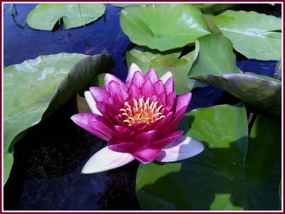 Résultat de recherche: Nénuphar