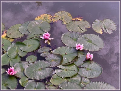 Résultat de recherche: Nénuphar