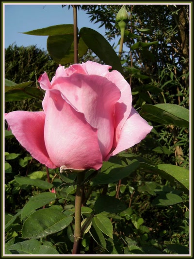 Résultat de recherche: Rose de mon jardin
