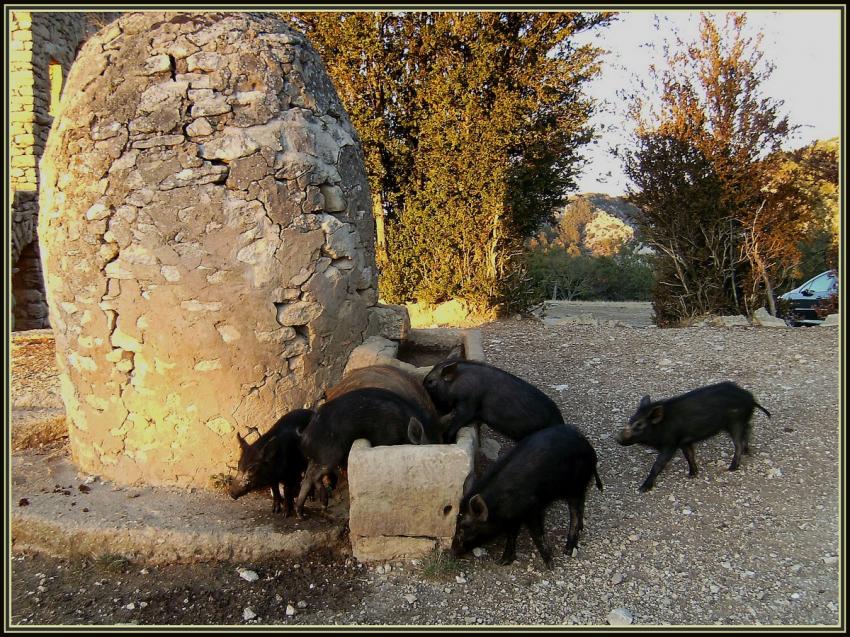 Marcassins à Sivergues (84)