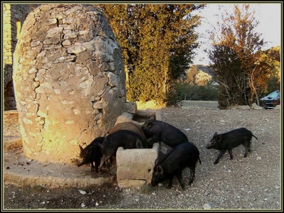 Marcassins à Sivergues (84)