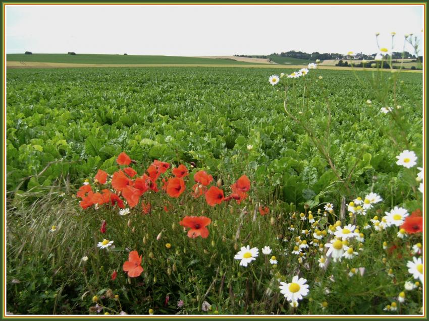 Marguerites, coquelicots et betteraves