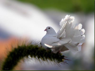 Résultat de recherche: Pigeon 61108 3