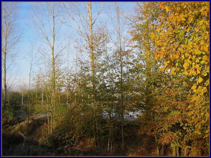 Dernières couleurs de l'automne