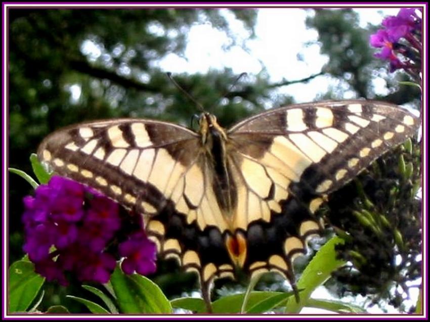 Machaon