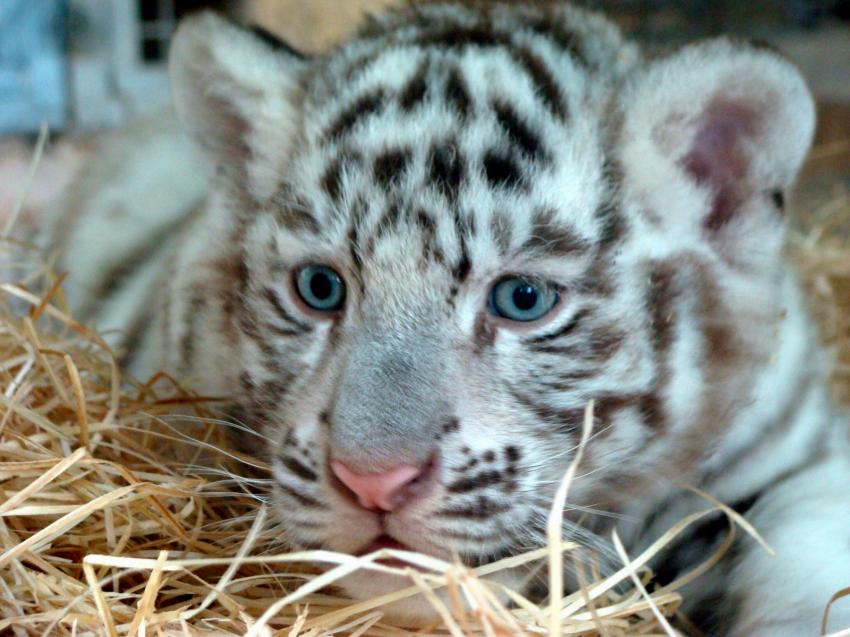 Bébé tigre blanc