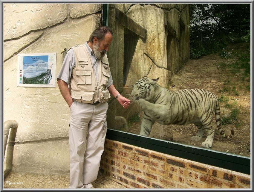 Le tigre et l'homme.
