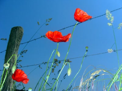 Œuvre de nonoche: coquelicots