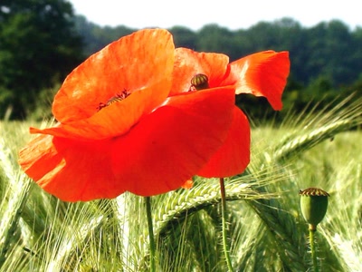 Œuvre de nonoche: coqulelicot