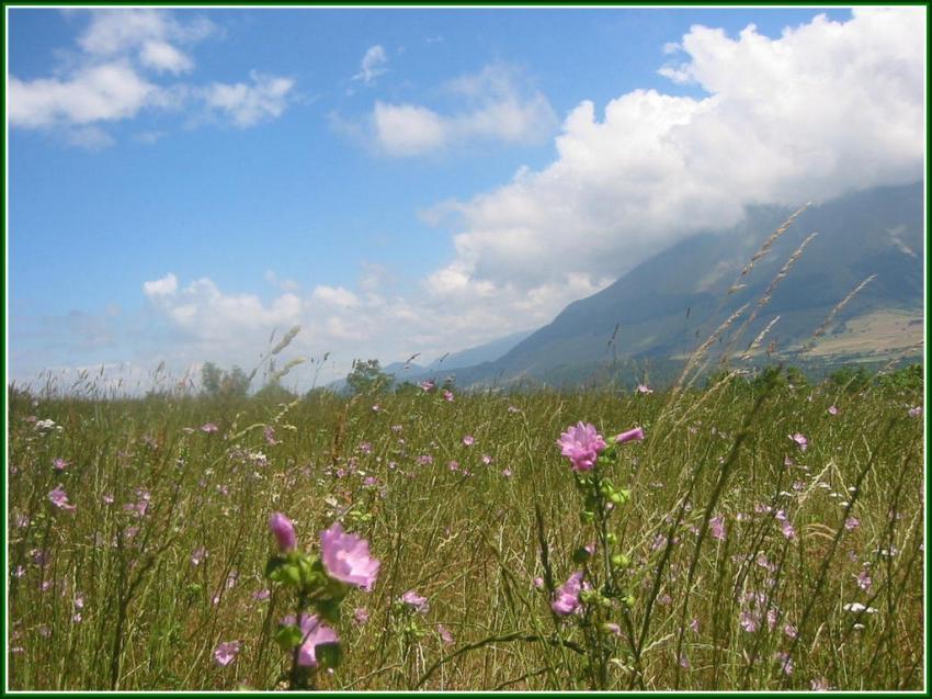 Fleurs devant l'Oisans