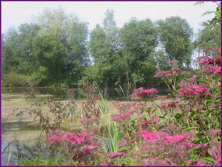Etang marécageux en Bretagne.