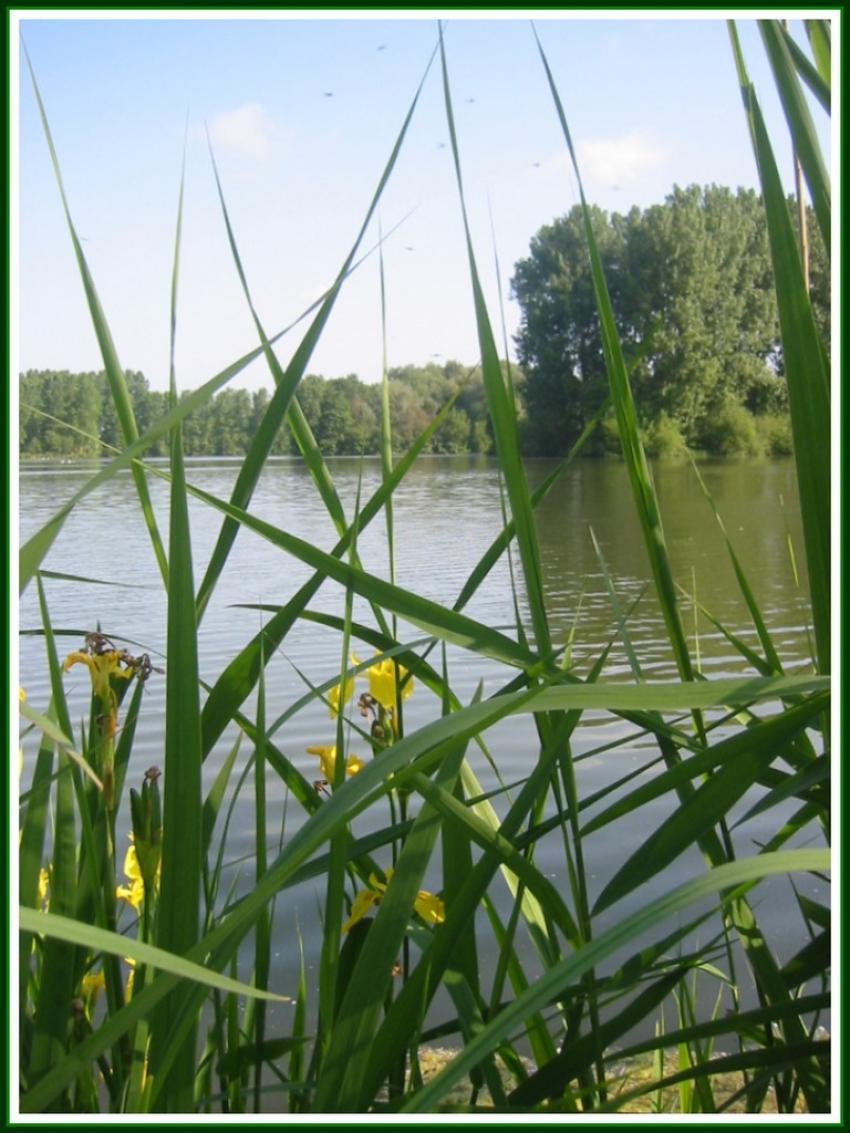 Etang et iris à Vendeuil (02)