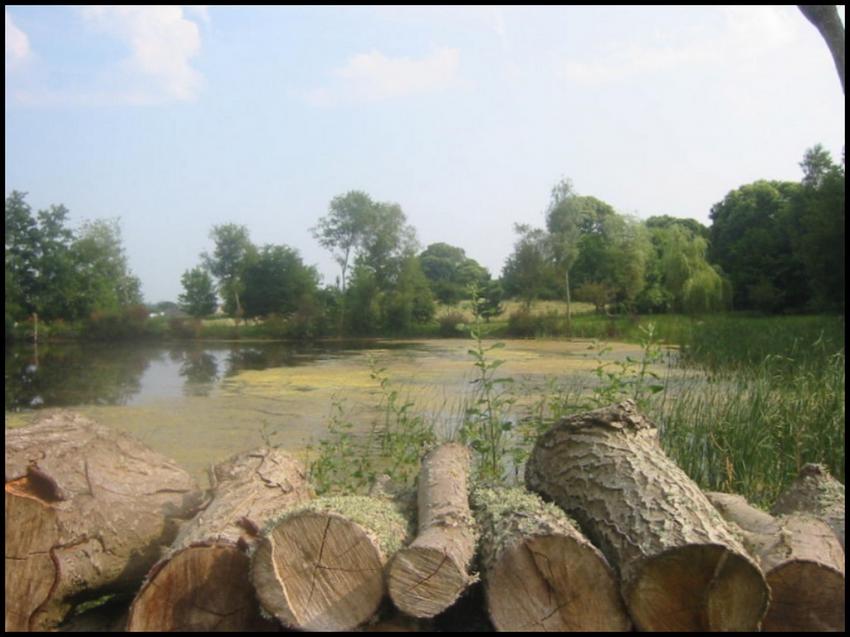 Etang marécageux en Bretagne.
