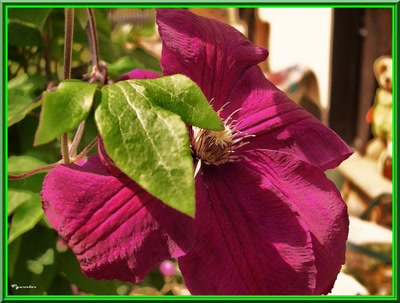 Résultat de recherche: Le velours et la fleur.