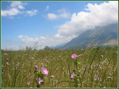 Résultat de recherche: Fleurs devant l'Oisans