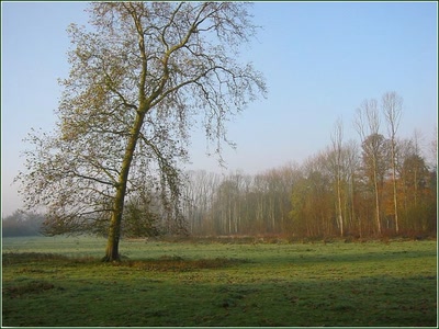 Résultat de recherche: Couleurs d'automne