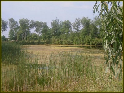 Etang marécageux en Bretagne.