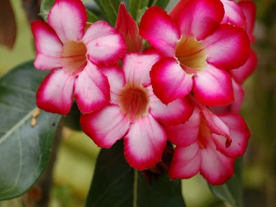 Résultat de recherche: bouquet