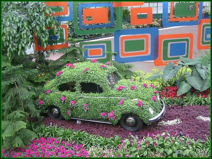 Coccinelle à Montréal