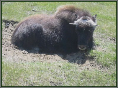 Boeuf musqué au Québec
