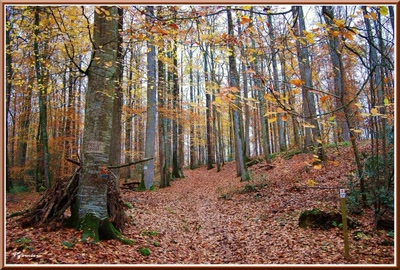 Résultat de recherche: Promenade en sous bois