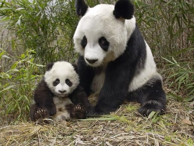 Œuvre de OLiDEL83: Pandas