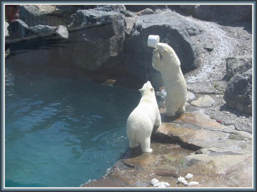 Ours blancs à St-Félicien (Québec)