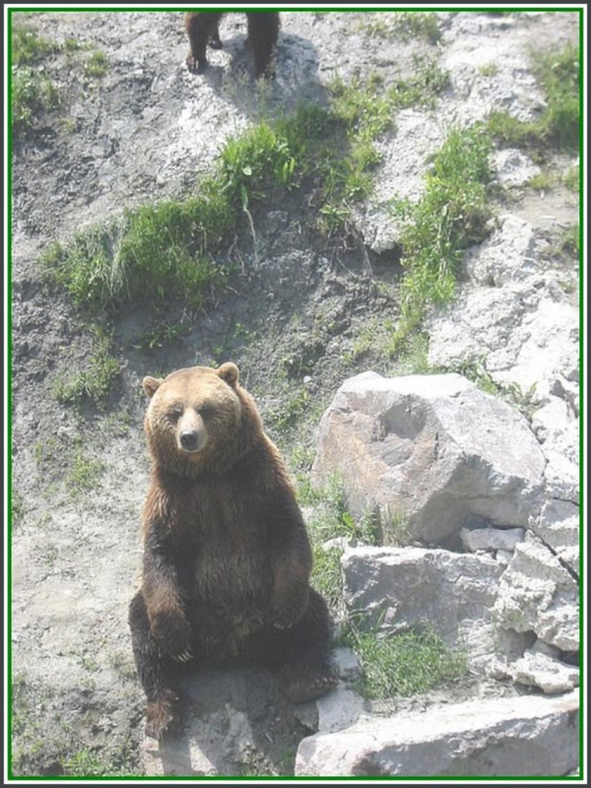 Ours brun à St-Félicien (Québec)