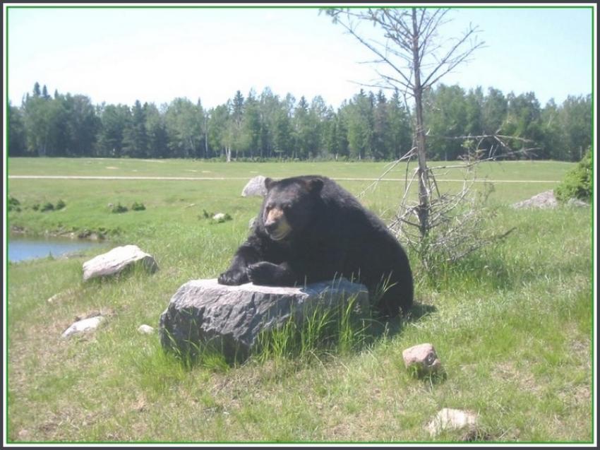 Ours noir à St-Félicien (Québec)
