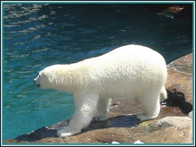 Résultat de recherche: Ours blanc à St-Félicien (Québec)