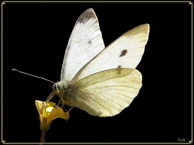 Résultat de recherche: Papillon 111108