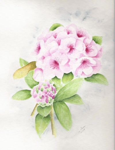 Résultat de recherche: RHODODINDRON