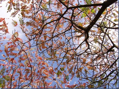 Résultat de recherche: Branche