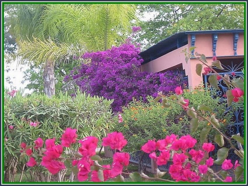 Bougaivillées au Maroc