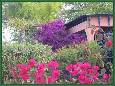 Résultat de recherche: Bougaivillées au Maroc