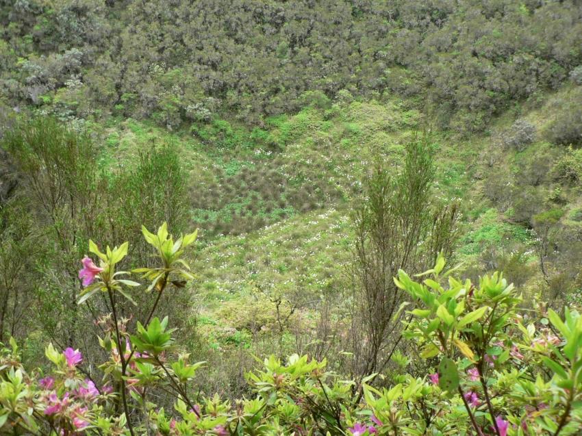 la réunion. champ d'arums