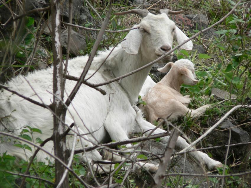 Chèvre et son petit