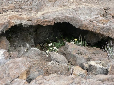 Œuvre de miette: Fleurs sur le volcan . La réunion