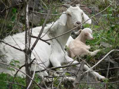 Œuvre de miette: Chèvre et son petit