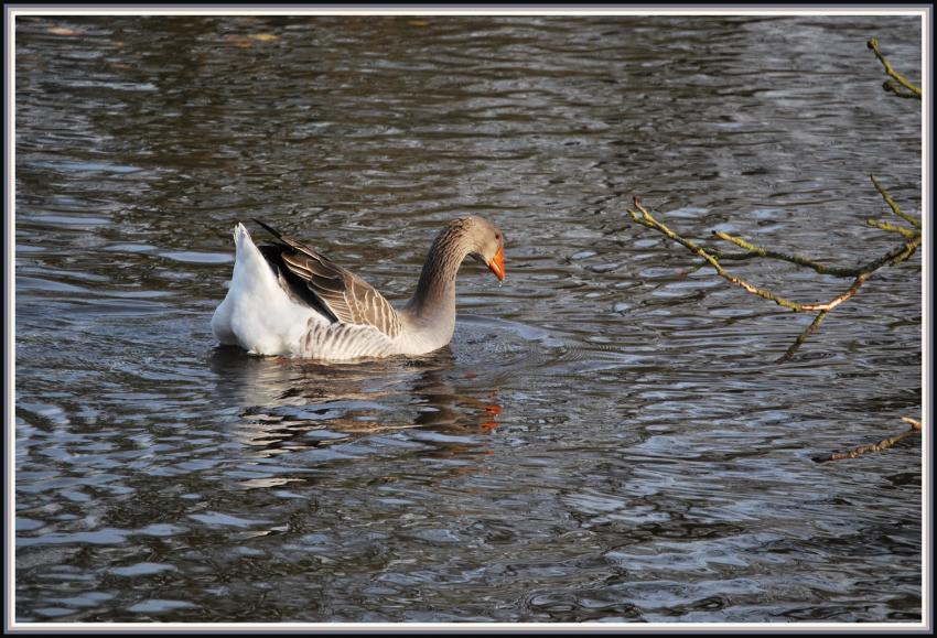 Madame l'oie se promène