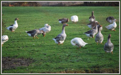 Résultat de recherche: Les oies