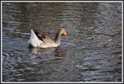 Résultat de recherche: Madame l'oie se promène