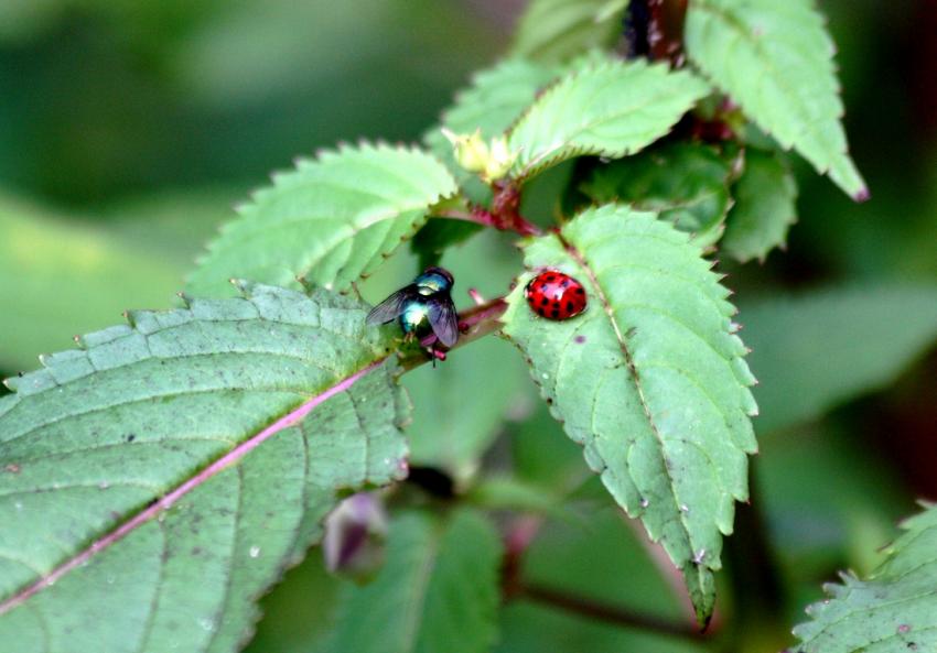 La mouche et la coccinelle