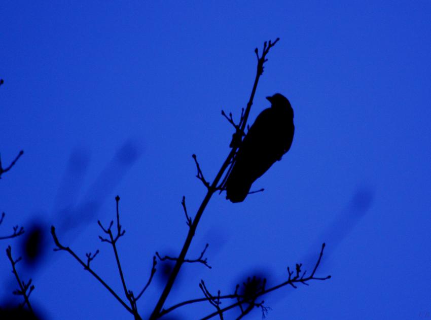 Les corbeaux dans la nuit