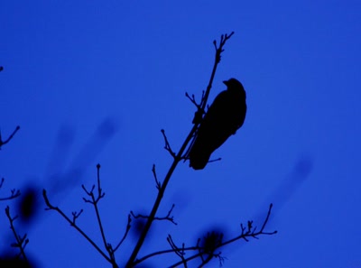 Résultat de recherche: Les corbeaux dans la nuit