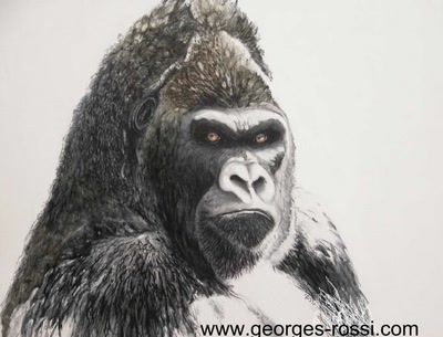 Œuvre de picvert: platon le gorille