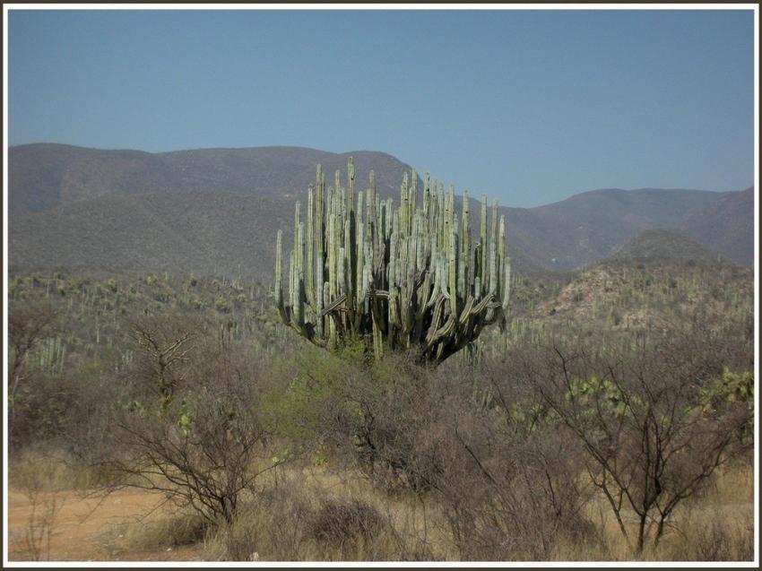 Cactus candélabre au Mexique