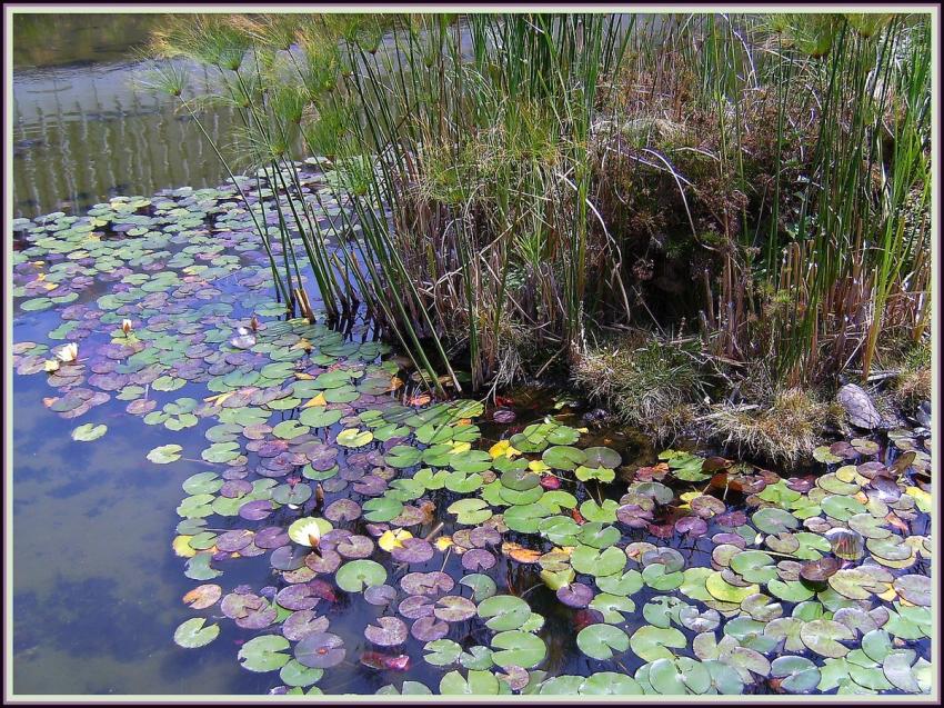 Mare aux tortues à Mexico