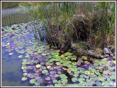 Résultat de recherche: Mare aux tortues à Mexico